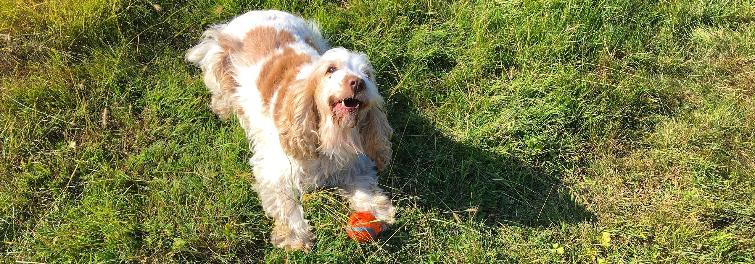 enclosed dog walking field suffolk