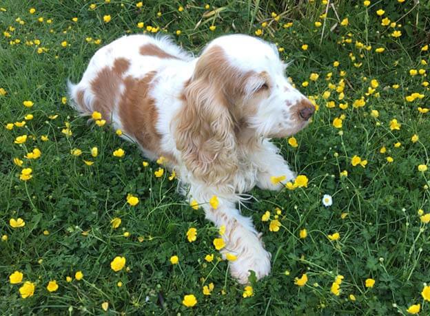 dog connie suffolk